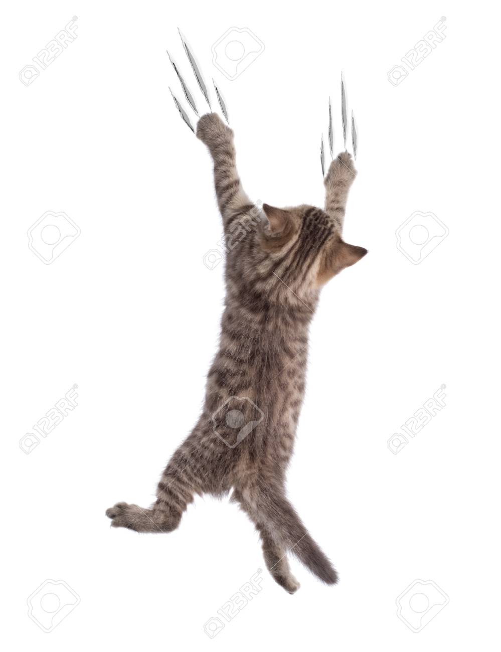 世界の雑記帳：マルタ島で油塗った丸太よじ登る競技、200年続く伝統イベント毎日新聞