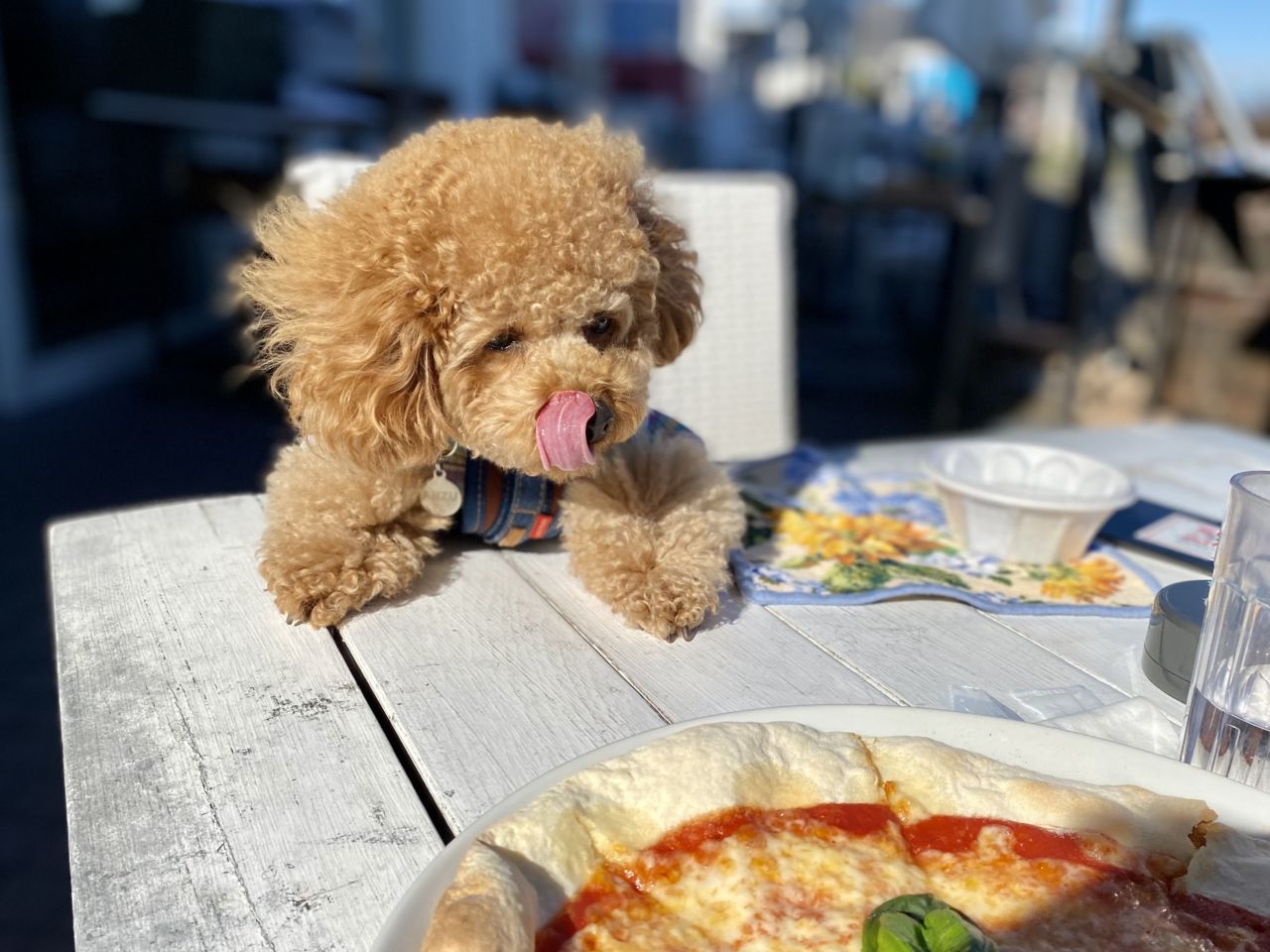 犬と一緒に伊豆旅行 その1：道の駅「伊東マリンタウン」で海を眺めながら足湯に入るmemobits