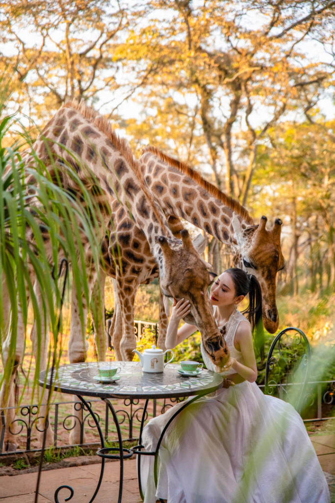 旅の大きな目的の1つでもあった、キリンホテルことジラフマナー @thegiraffemanor に奇跡的に空き枠が出て1泊することができました🦒ケニアの首都、ナイロビにあってアクセスも抜群！ 敷地内には、絶滅危惧種であるロスチャイルドキリンが自由に生活していて、宿泊客は