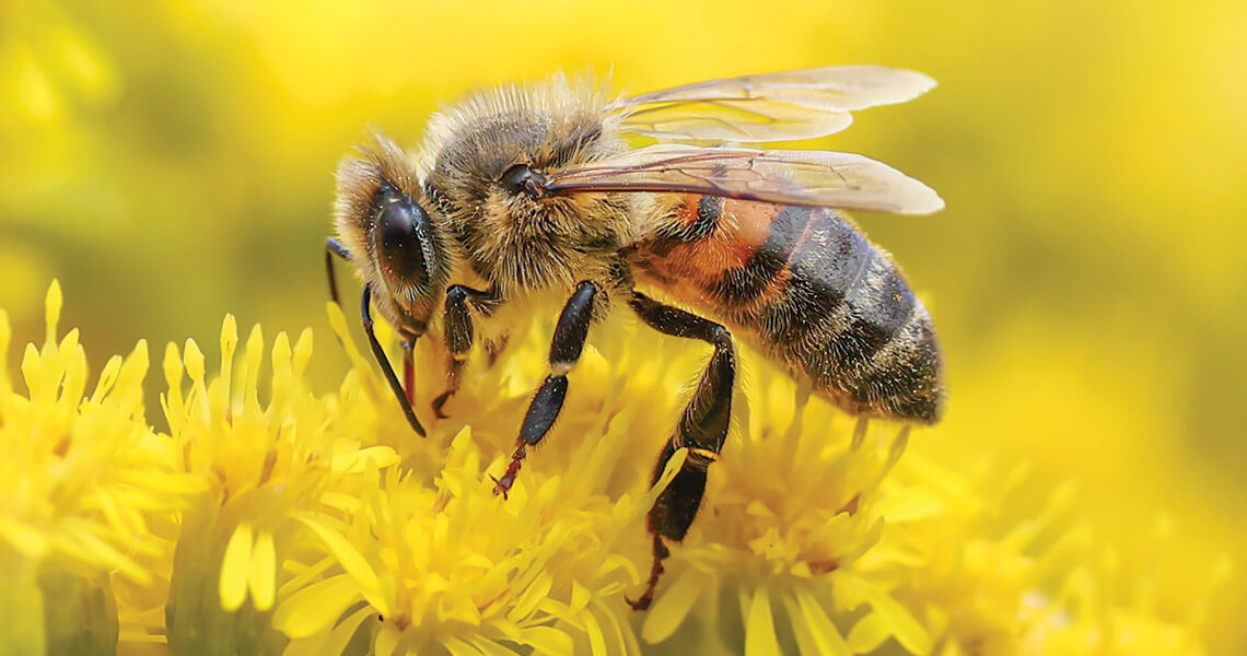 Himalayan Giant Honeybee: