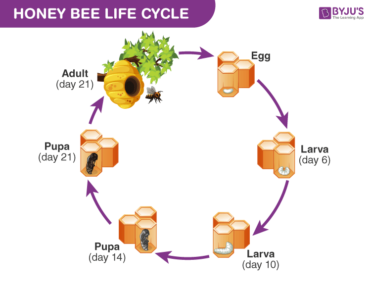 Honeybee | Description, Characteristics, Species,