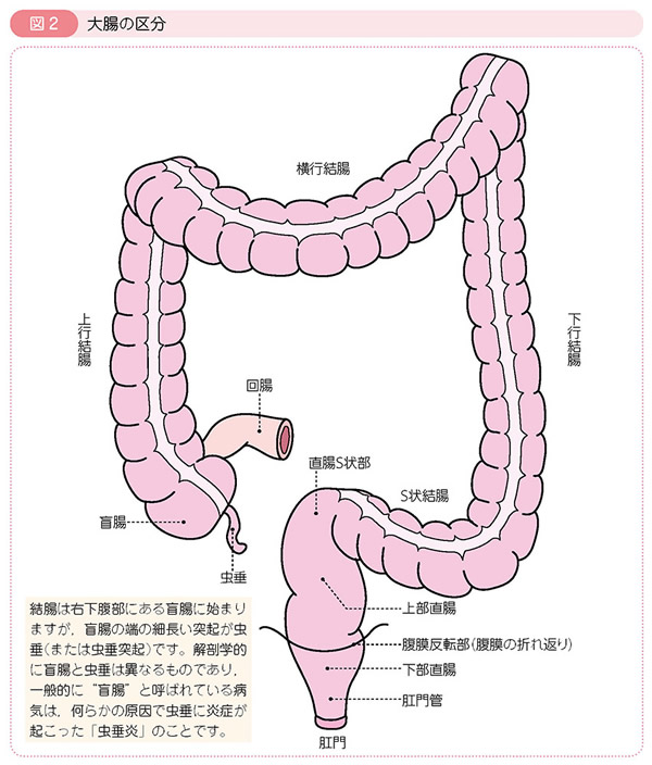 S状結腸癌」とあなたの症状との関連性をAIで無料チェック