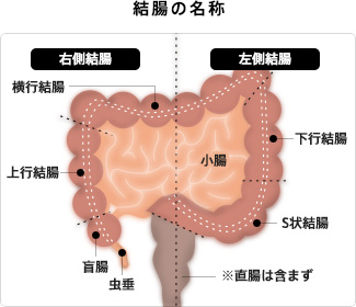 S状結腸憩室症 大腸憩室症の教科書を執筆しました | 世田谷区桜新町の せたがや内科・消化器クリニック