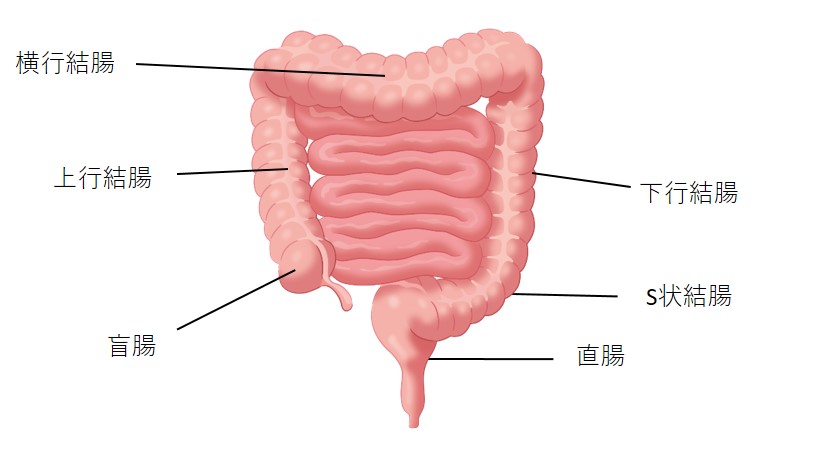 JSCCR | 大腸癌研究会